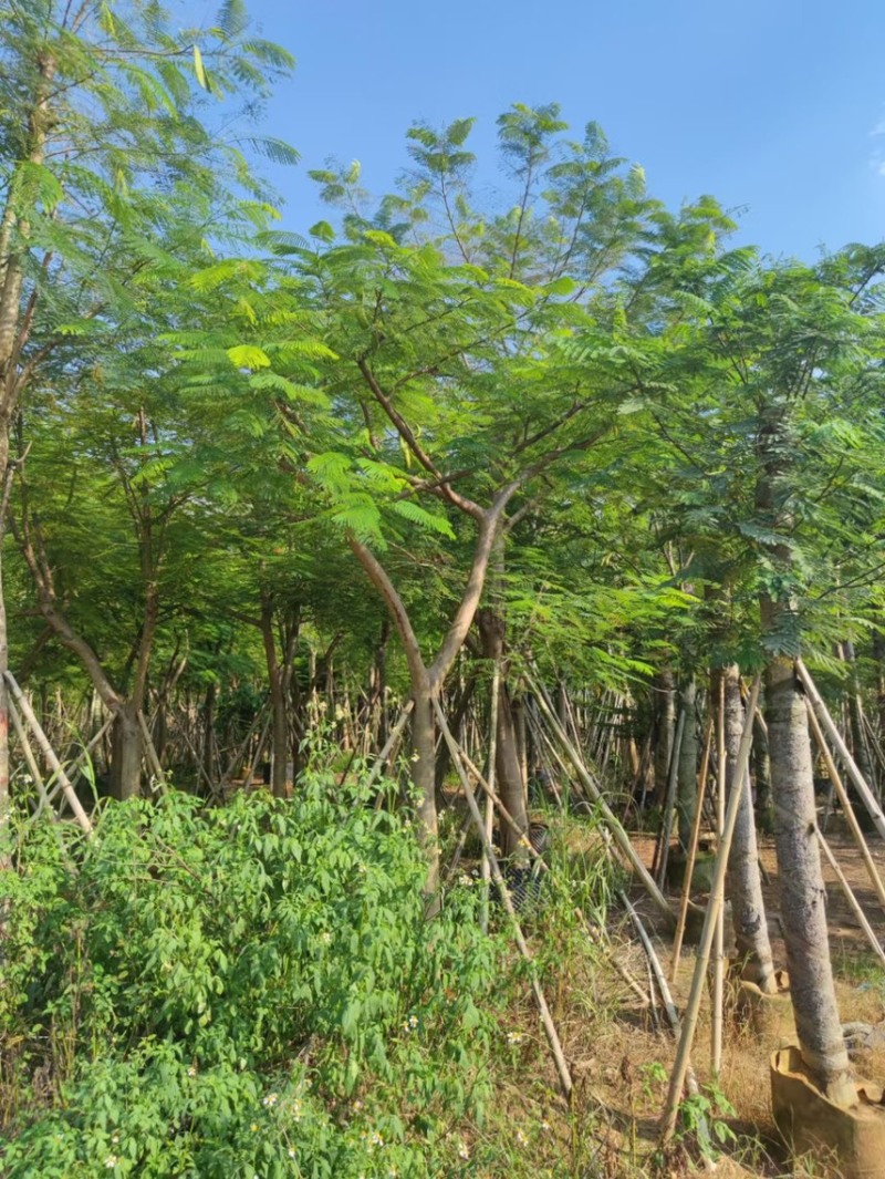 凤凰木光棍跟骨架都有5～30公分