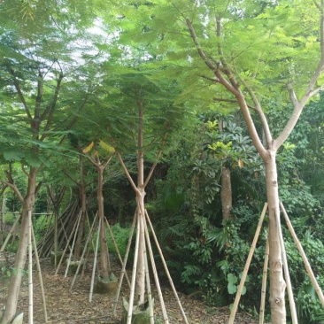 凤凰木光棍跟骨架都有5～30公分