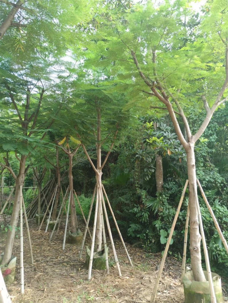凤凰木光棍跟骨架都有5～30公分