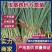葱苗,3山东铁杆钢葱育苗基地,代育葱苗,全国接单技术支持