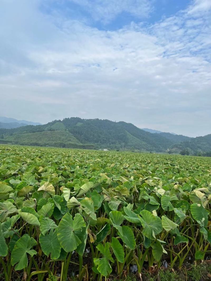 广西贺州芋头大量上市，荔浦芋，基地直供，