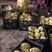 广西贺州芋头大量上市，荔浦芋，基地直供，