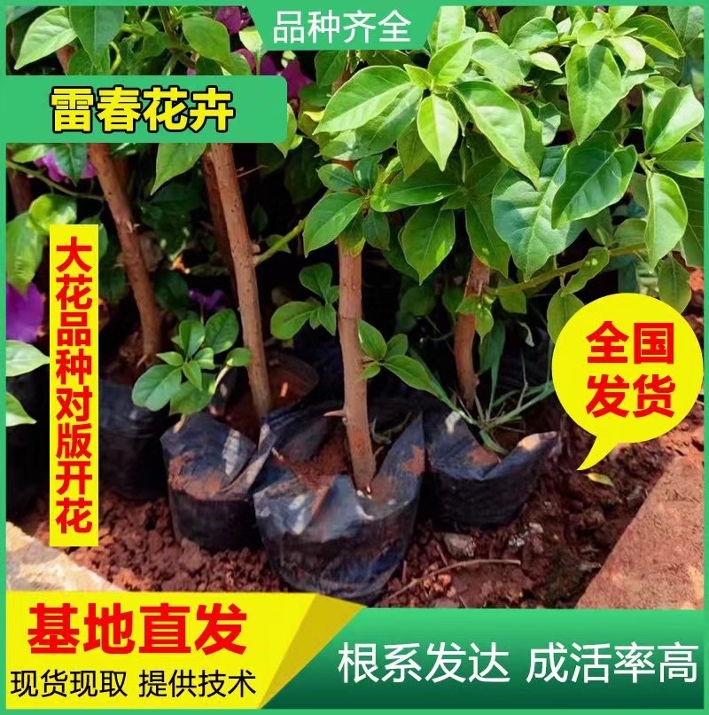 【2000棵】云南昆明三角梅云南紫大苗绿化工程苗