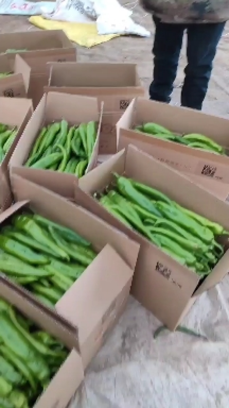 【推荐】山东产区尖椒上市鲜辣椒货源充足量大从优物美价廉