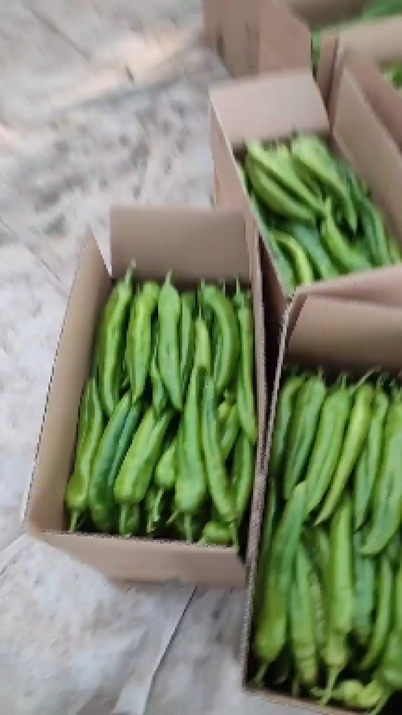 【推荐】山东产区尖椒上市鲜辣椒货源充足量大从优物美价廉