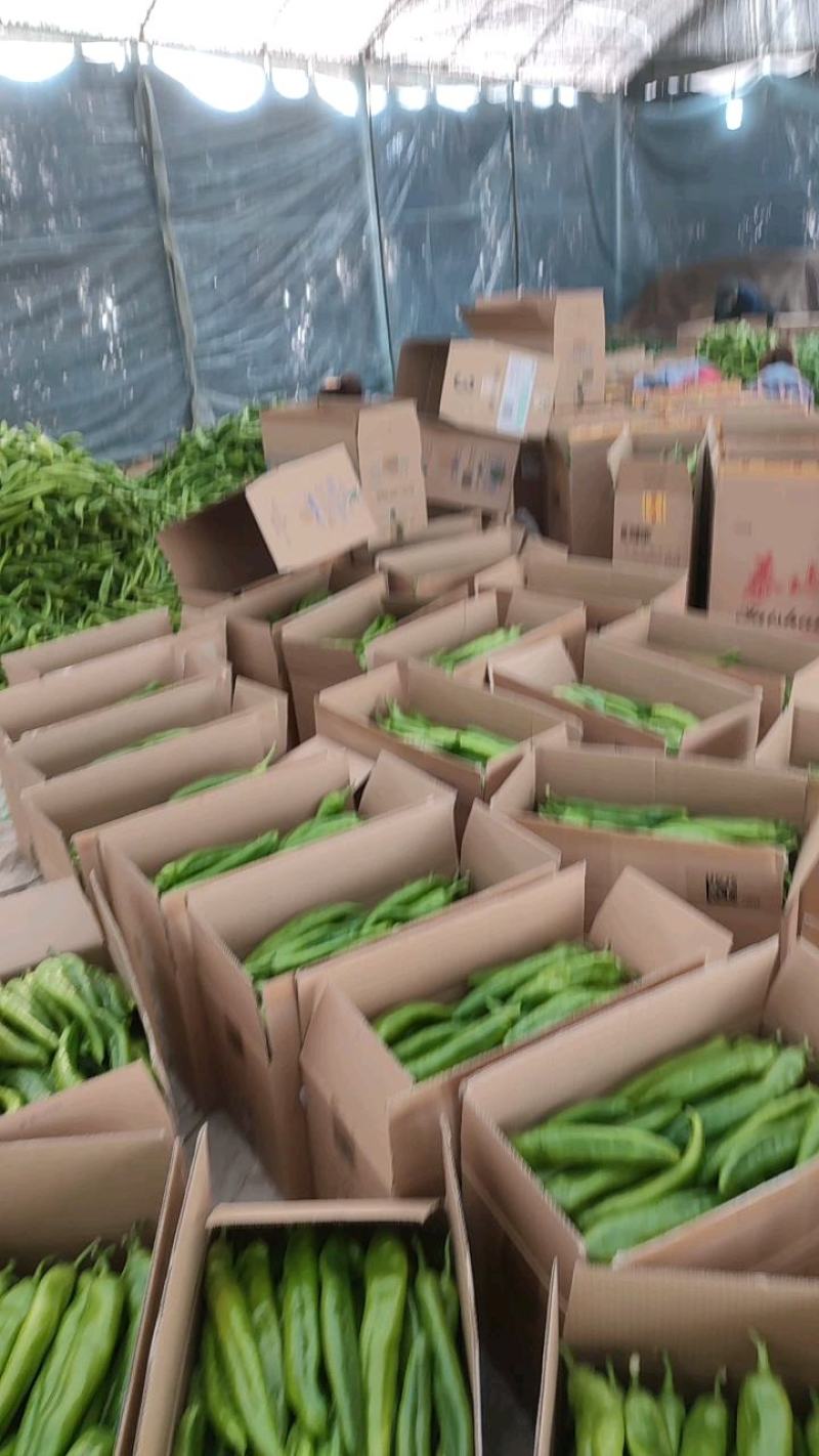 【推荐】山东产区尖椒上市鲜辣椒货源充足量大从优物美价廉
