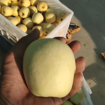 维纳斯黄金苹果嘎嘎好吃嘎嘎脆苹果中的爱马仕
