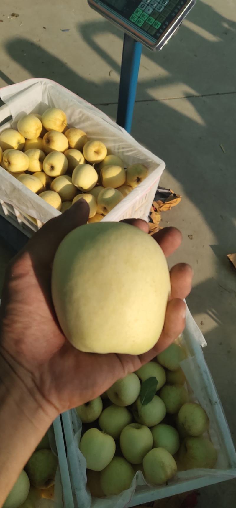 维纳斯黄金苹果嘎嘎好吃嘎嘎脆苹果中的爱马仕
