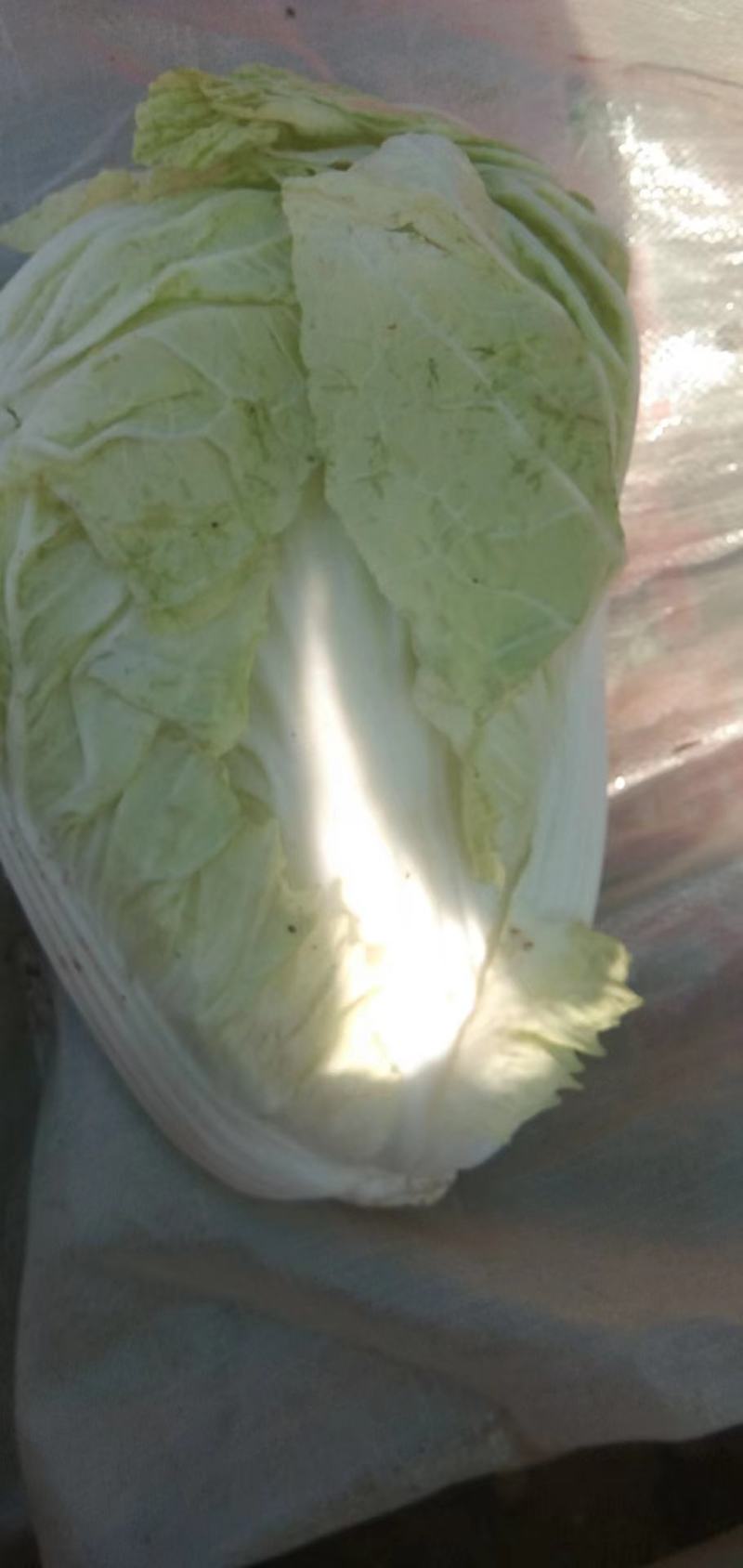 本地鸡腿白菜，精品市场货电商货，超市搞活动，提供各种包装