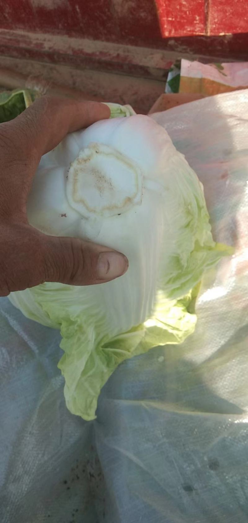 本地鸡腿白菜，精品市场货电商货，超市搞活动，提供各种包装