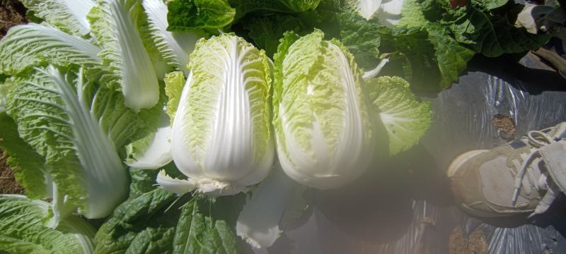 本地鸡腿白菜，精品市场货电商货，超市搞活动，提供各种包装
