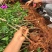 【2000棵】云南昆明三角梅云南紫大苗绿化工程苗
