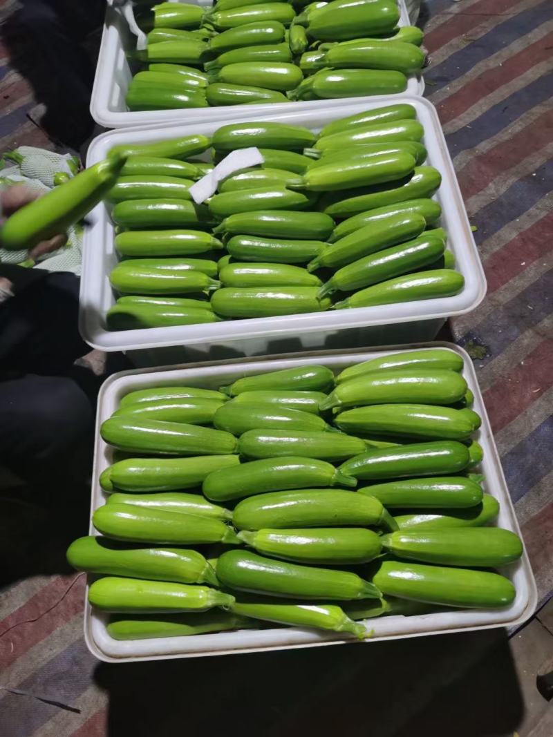 山东绿皮西葫芦质量好瓜条直电商，市场，超市货源充足