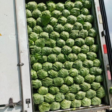 【精品】圆头包菜全绿无虫眼大量有货产地直发