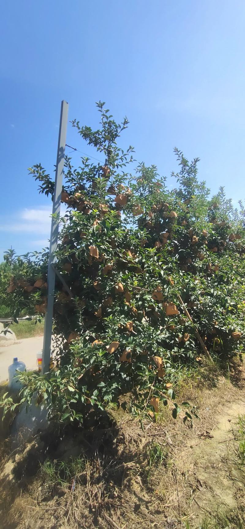 维纳斯黄金苹果嘎嘎好吃嘎嘎脆苹果中的爱马仕