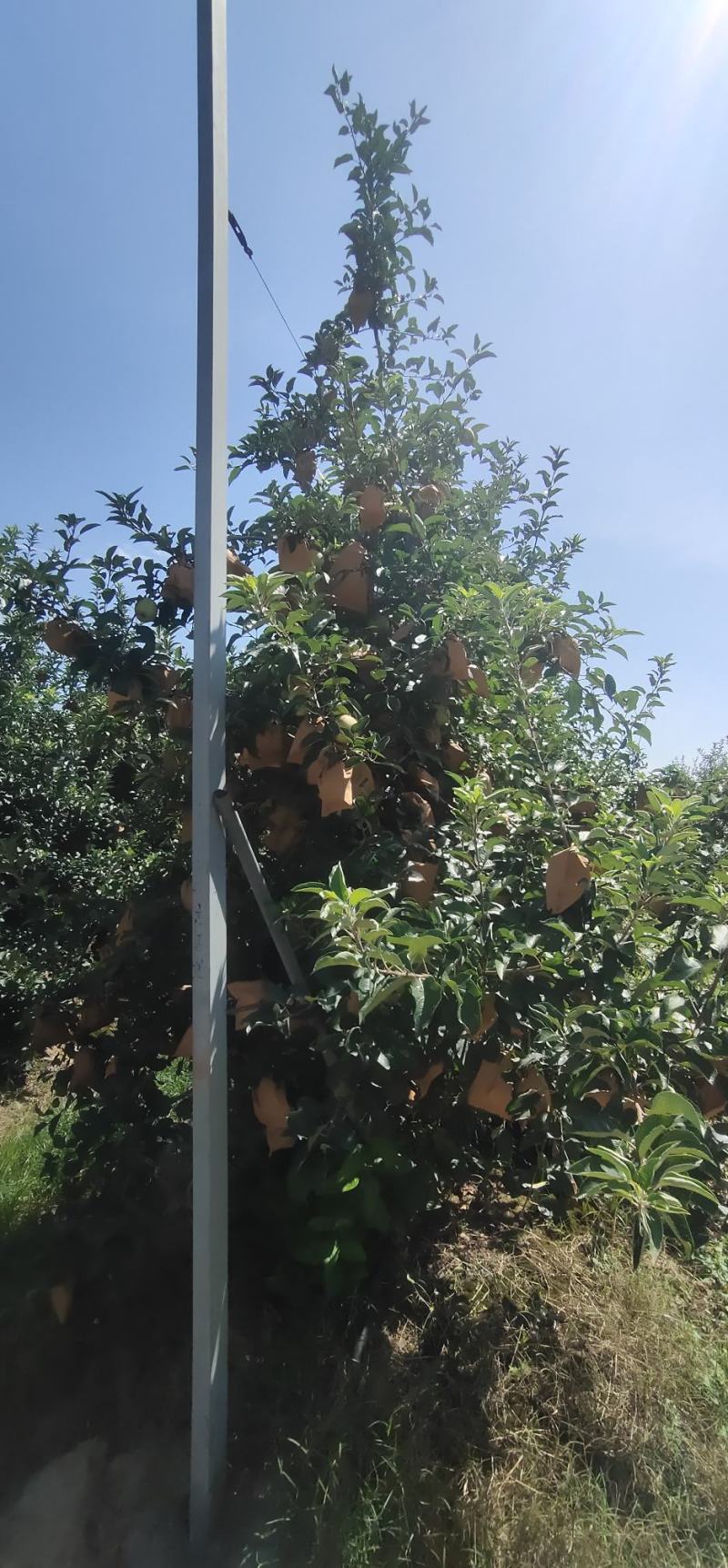 维纳斯黄金苹果嘎嘎好吃嘎嘎脆苹果中的爱马仕