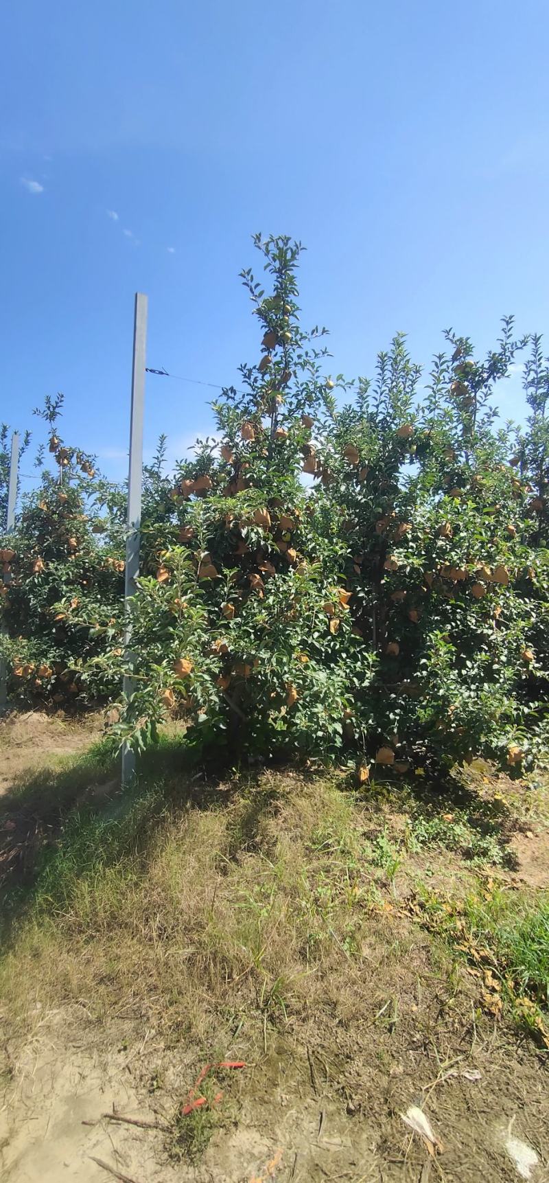 维纳斯黄金苹果嘎嘎好吃嘎嘎脆苹果中的爱马仕