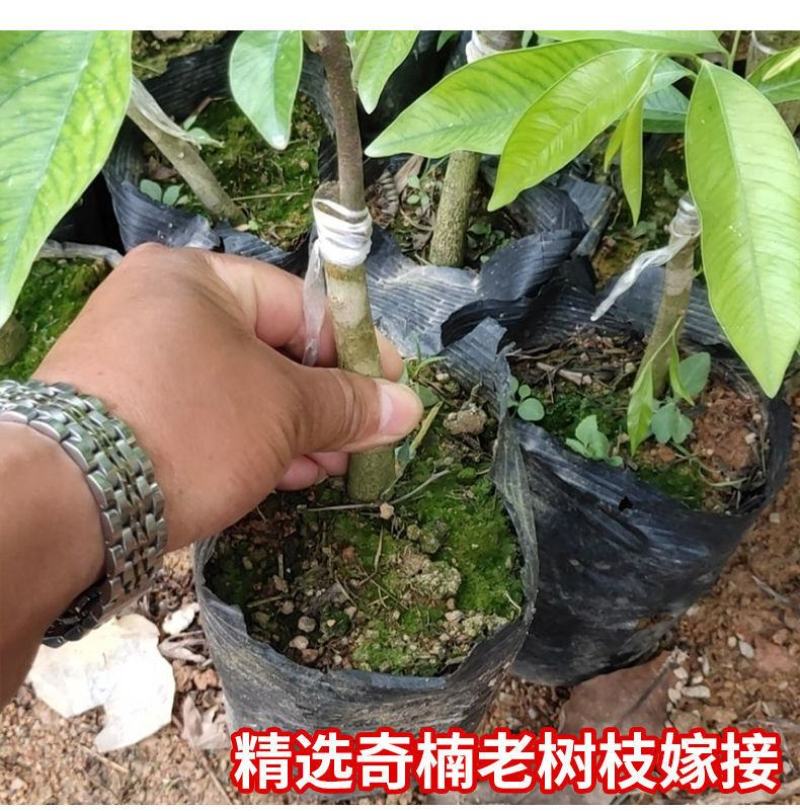奇楠沉香嫁接苗绿奇白棋虎斑紫棋西瓜叶红骨凹身等优良品种