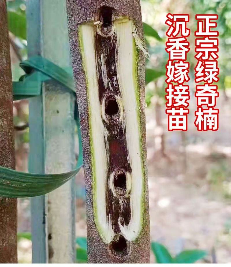 奇楠沉香嫁接苗绿奇白棋虎斑紫棋西瓜叶红骨凹身等优良品种