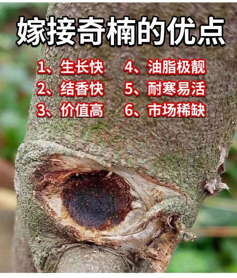 奇楠沉香嫁接苗绿奇白棋虎斑紫棋西瓜叶红骨凹身等优良品种