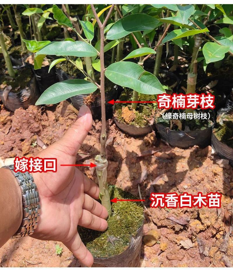 奇楠沉香嫁接苗绿奇白棋虎斑紫棋西瓜叶红骨凹身等优良品种