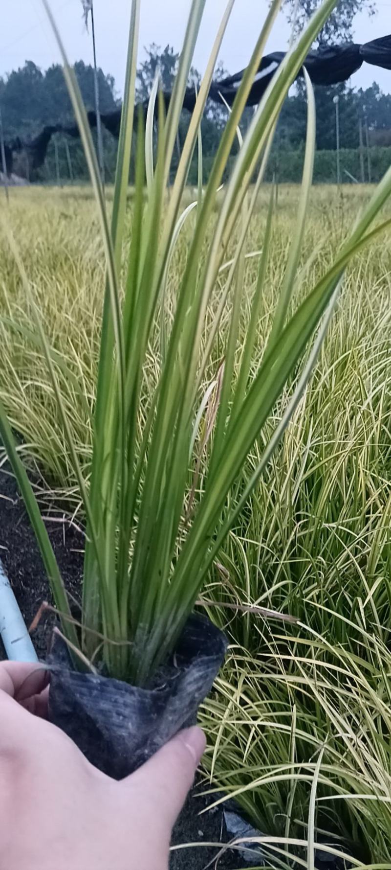 金叶石菖蒲