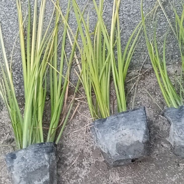 金叶石菖蒲