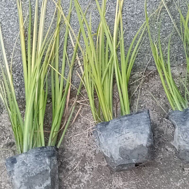 金叶石菖蒲