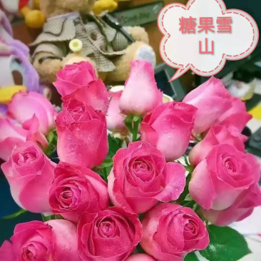 云南基地直供【糖果雪山】玫瑰苗紫粉色裸根扦插小苗四季开花