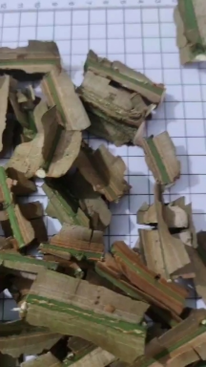 产地大量批发野生中药材鬼箭羽新鲜枝条带大羽片