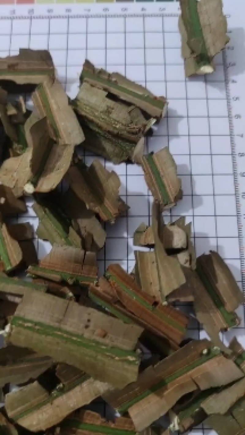 产地大量批发野生中药材鬼箭羽新鲜枝条带大羽片