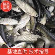 江苏优质草鱼苗淡水养殖成活率高抗病能力强欢迎咨询