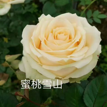 基地直供【蜜桃雪山】香槟色玫瑰苗大花四季开花裸根扦插小苗