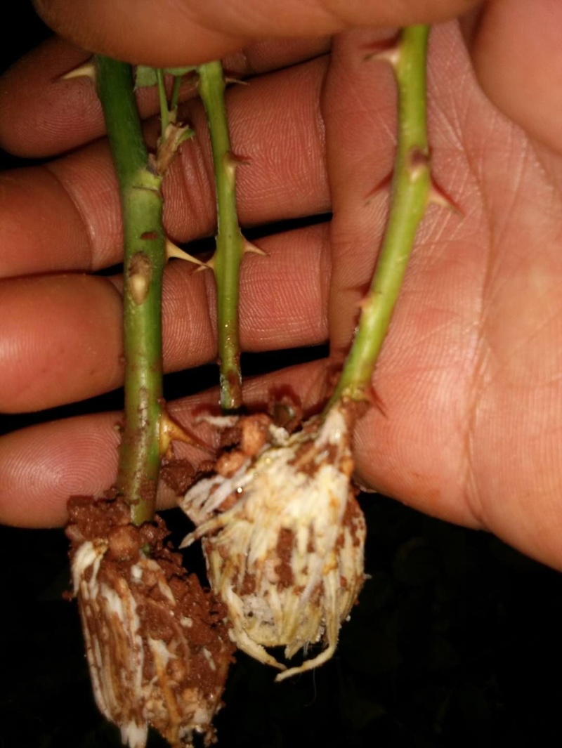 基地直供【蜜桃雪山】香槟色玫瑰苗大花四季开花裸根扦插小苗