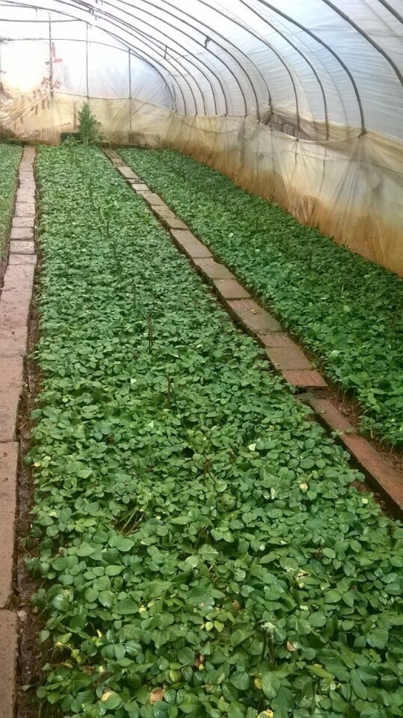 基地直供【蜜桃雪山】香槟色玫瑰苗大花四季开花裸根扦插小苗