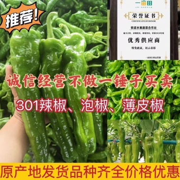 《畅销》万亩温室大棚301辣椒精品现摘现发商超直供助农合作