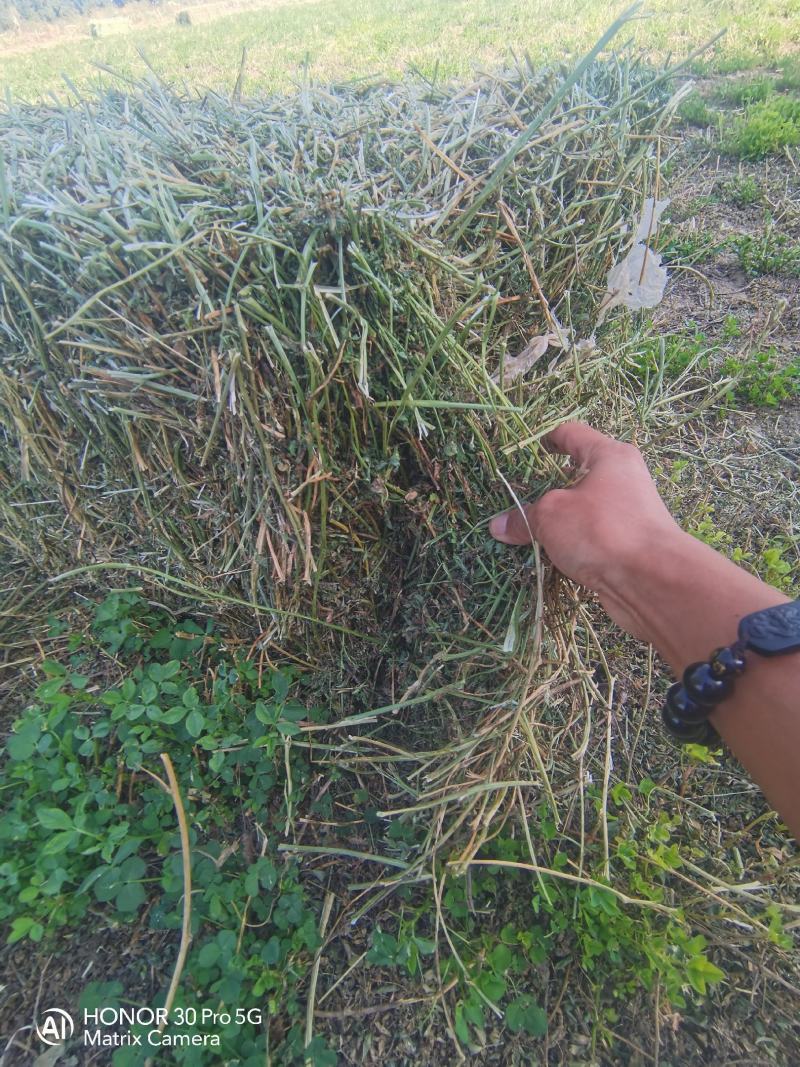 优质苜蓿草秸秆草料牧草牛羊马