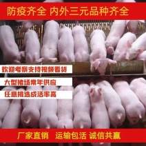 低价三元仔猪育肥猪苗猪场任意选，防疫全，保送到家全国发货