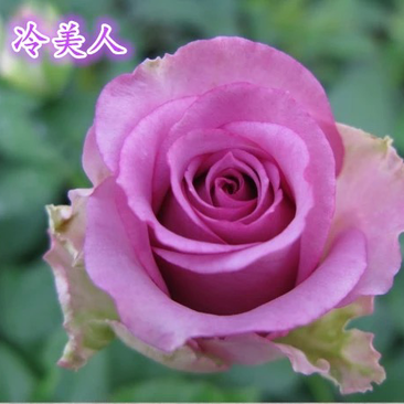 紫色系【冷美人】玫瑰苗裸根扦插小苗庭院阳台绿植花卉种苗