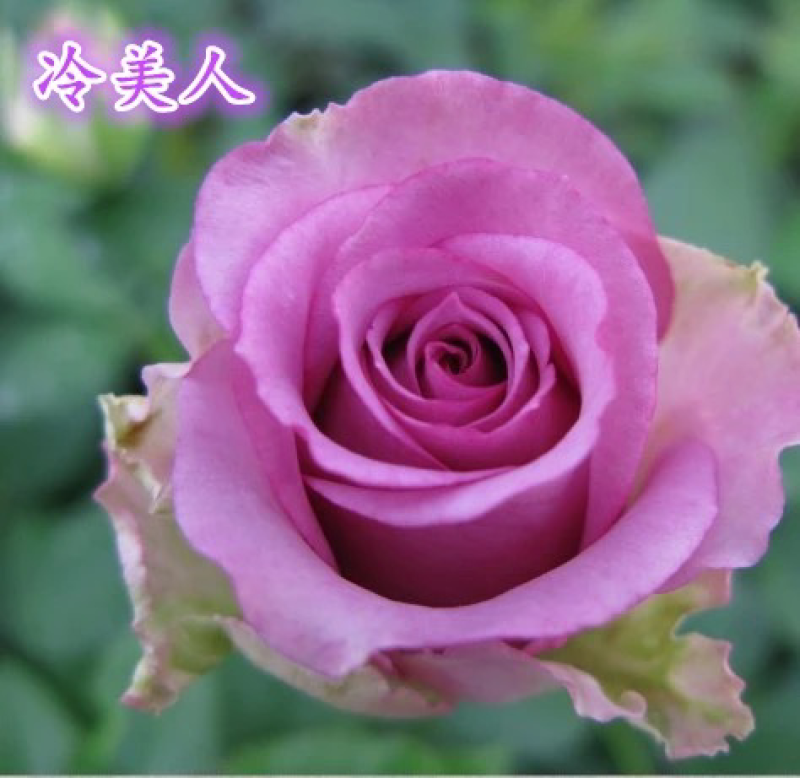 紫色系【冷美人】玫瑰苗裸根扦插小苗庭院阳台绿植花卉种苗