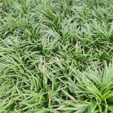 水洗无土玉龙草，地被，庭院绿化，自产自销