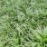 水洗无土玉龙草，地被，庭院绿化，自产自销