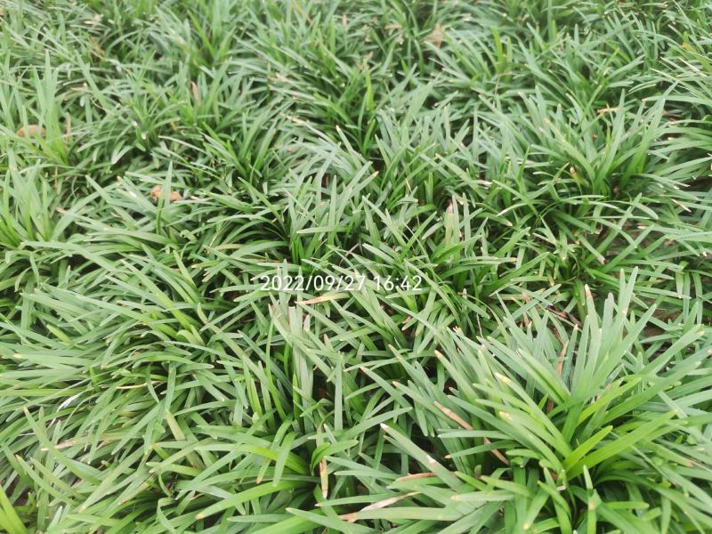 水洗无土玉龙草，地被，庭院绿化，自产自销
