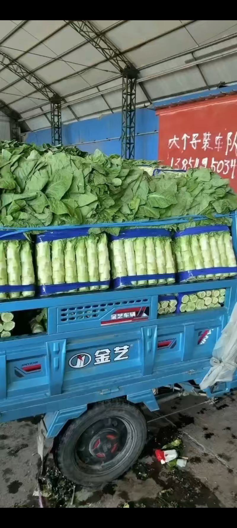 精品红叶香莴笋，兰陵县大量上市，价格不高，需要的老板联系