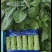 精品红叶香莴笋，兰陵县大量上市，价格不高，需要的老板联系