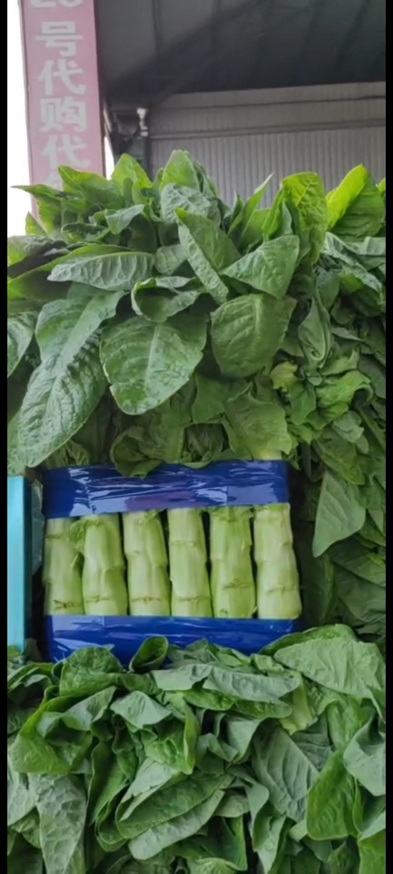 精品红叶香莴笋，兰陵县大量上市，价格不高，需要的老板联系