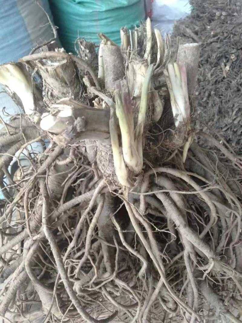 独活柴独来自甘肃千年药库产地源头供货自产自销