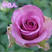 紫色系【冷美人】玫瑰苗裸根扦插小苗庭院阳台绿植花卉种苗