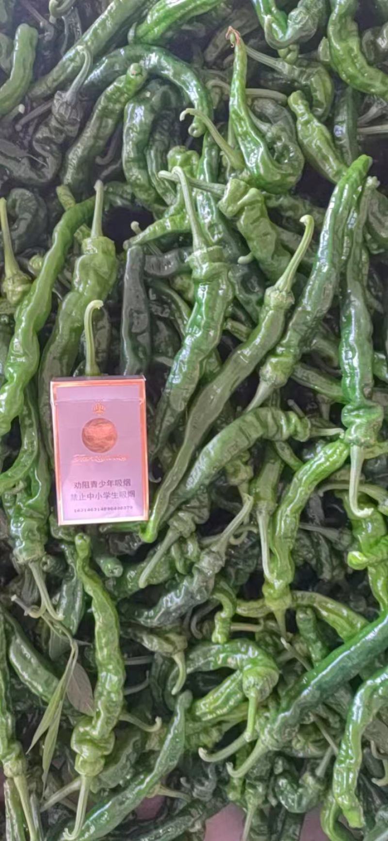 山东枣庄精品皱皮辣椒产地发货一手货源批发品质保证价格优惠
