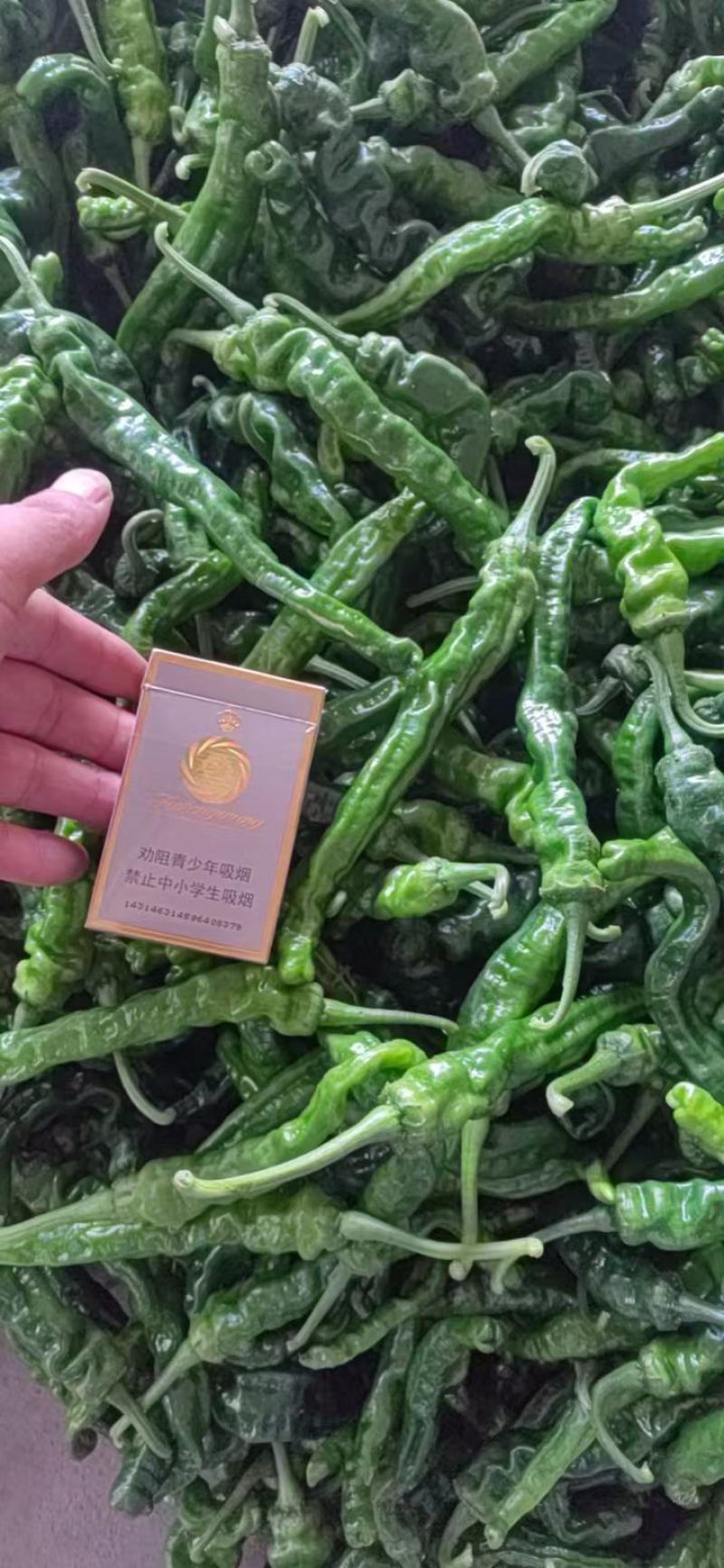 山东枣庄精品皱皮辣椒产地发货一手货源批发品质保证价格优惠